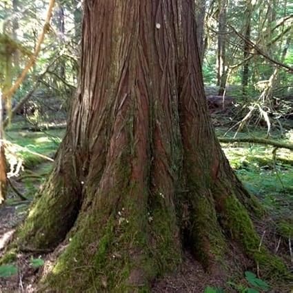 50 semillas Las semillas del árbol de cedro rojo occidental (Thuja  plicata): Amazon.es: Jardín