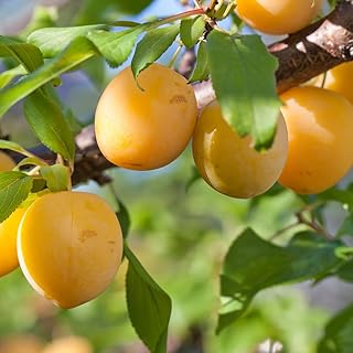 YouGarden - Patio Plum 'Golddust' Fruit Tree Bare Root 80-100cm Tall