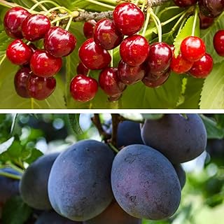 Cherry & Plum Duo - Mini Fruit Trees - Hardy Tree - Easy to Grow Your Own - Delicious & Juicy Flavours - Ideal for Patio C...