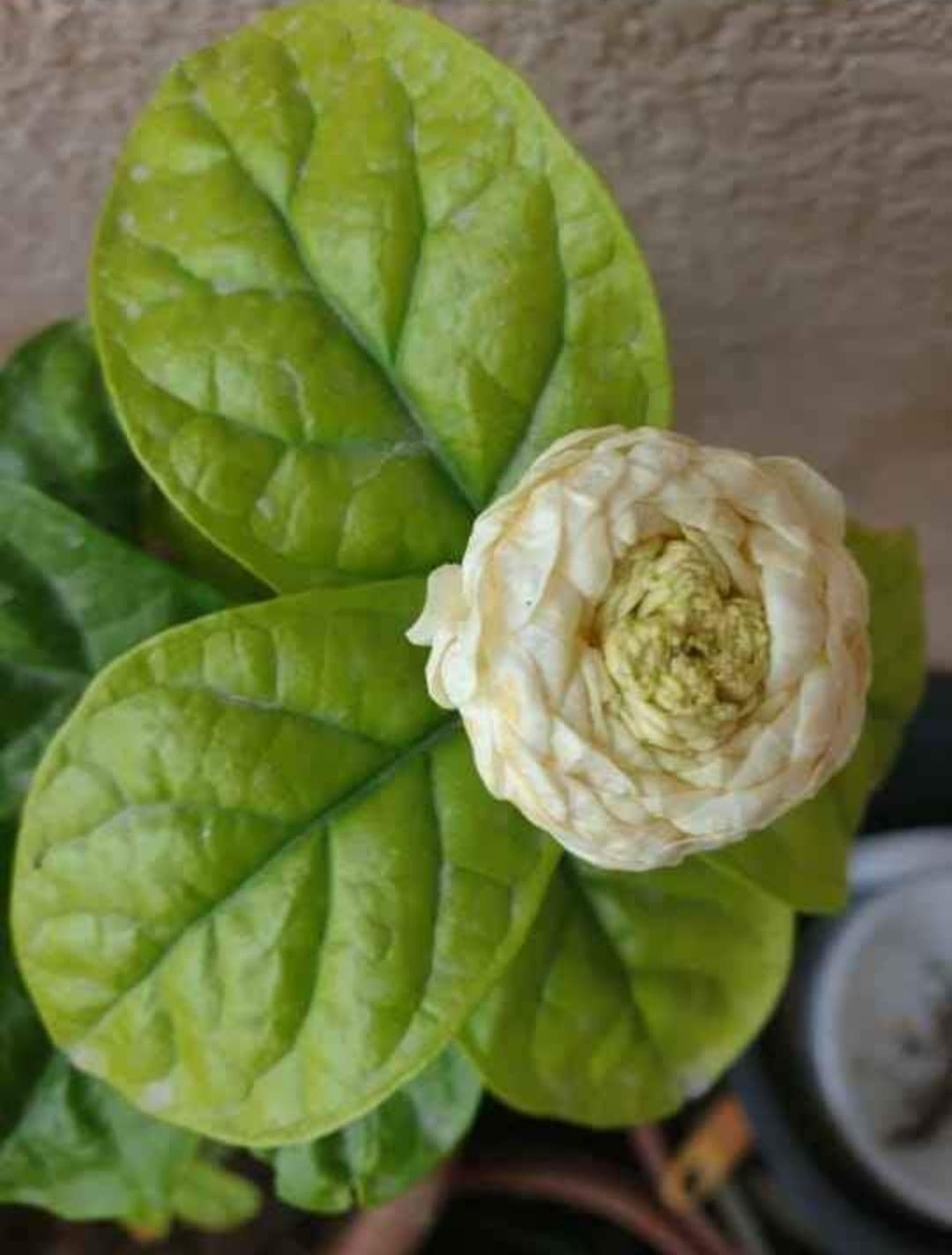 The Little Boo - Original Arabian Jasmine Plant/Mogra Flower Plant ...