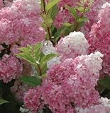 Hydrangea paniculata