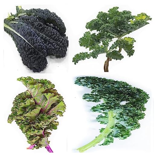 1500+ Kale Mixed Seeds Dwarf Blue Curled Siberian Dwarf Russian Red Heirloom Non-GMO Mixed Kale Seeds for Planting Grown