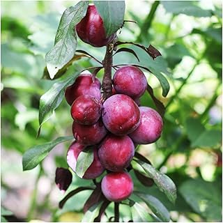 Dwarf Patio Victoria Plum Tree, in a 6L Pot, Miniature & Self-Fertile 3fatpigs®