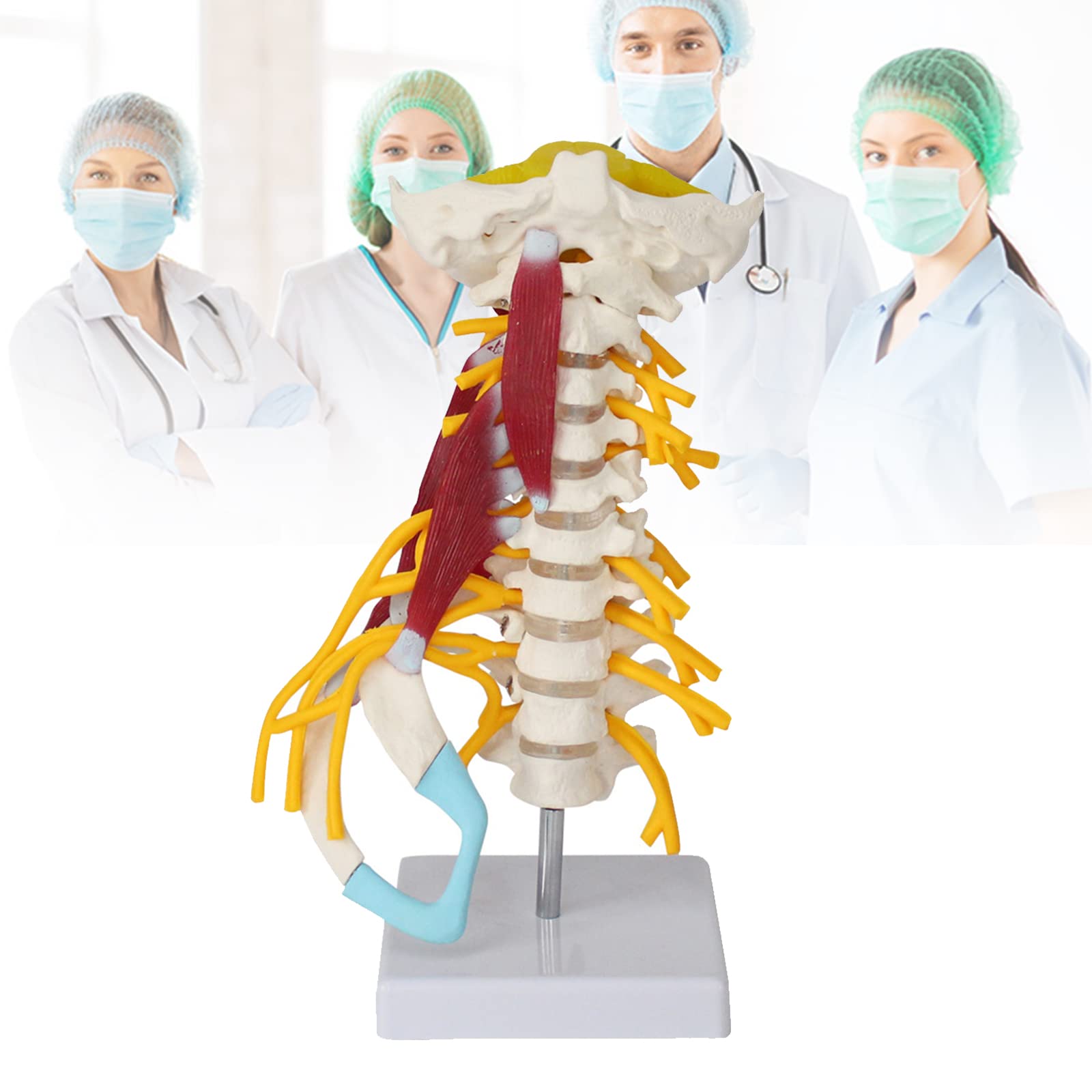 Buy SKUAI Human Cervical Spine Anatomy Model, Cervical Spine with ...