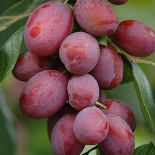 YouGarden Victoria Plum Tree 'Lil Vic', for Small Gardens, Supplied as 70cm Tall in 4.5L Pot, Fruit Tree for UK Gardens