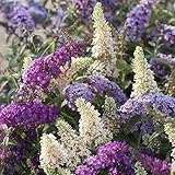 Buddleia 'Tricolour'