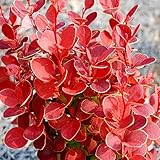 Berberis