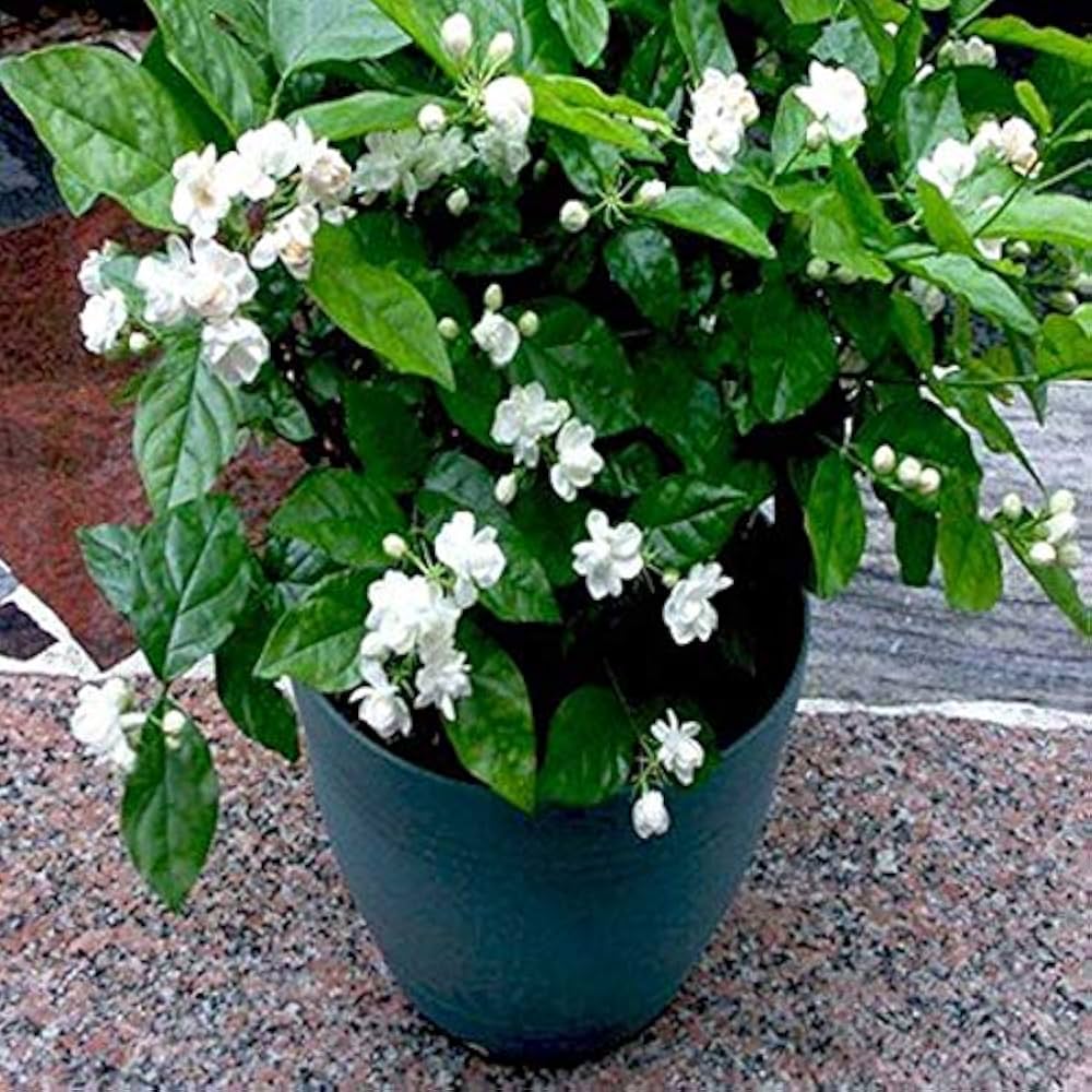 LushGreen All Season Fragrant Flower Jasmine Rare Mogra Plant (1 ...