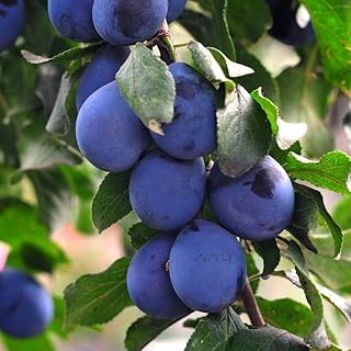 Thompson & Morgan Potted Mini Fruit Tree Plum, Perfect for Small Gardens & Patios, Heavy Cropping, Tasty Edible Fruit in S...