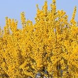 Forsythia