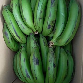 Green Bananas - Matoke | Chilli Mash Company | 6kg Box | East African Highland Bananas