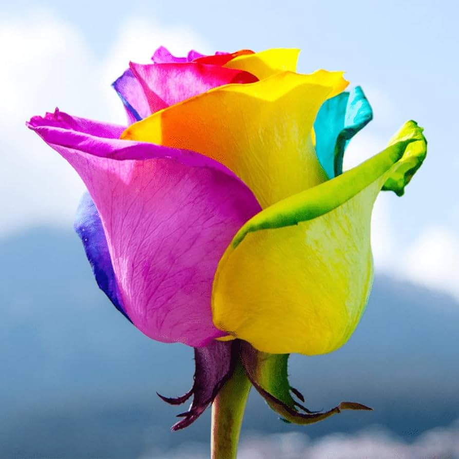 Real Rainbow Rose Growing