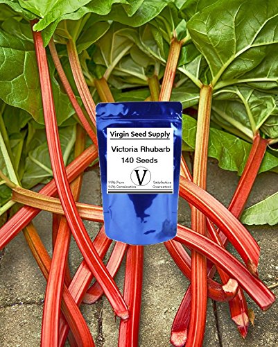 Virgin Seed Supply Victoria Rhubarb 140 Count Seed Pack Organic Non-GMO Heirloom Variety