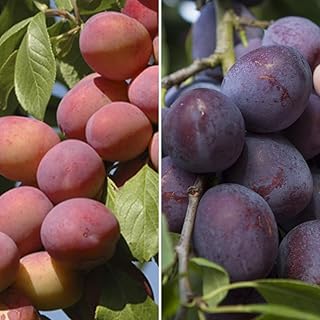 YouGarden Plum 'Victoria' Tree, Bare Root Fruit Tree, Ready to Plant, UK Garden Variety, Self-Fertile, Dwarfing Rootstock