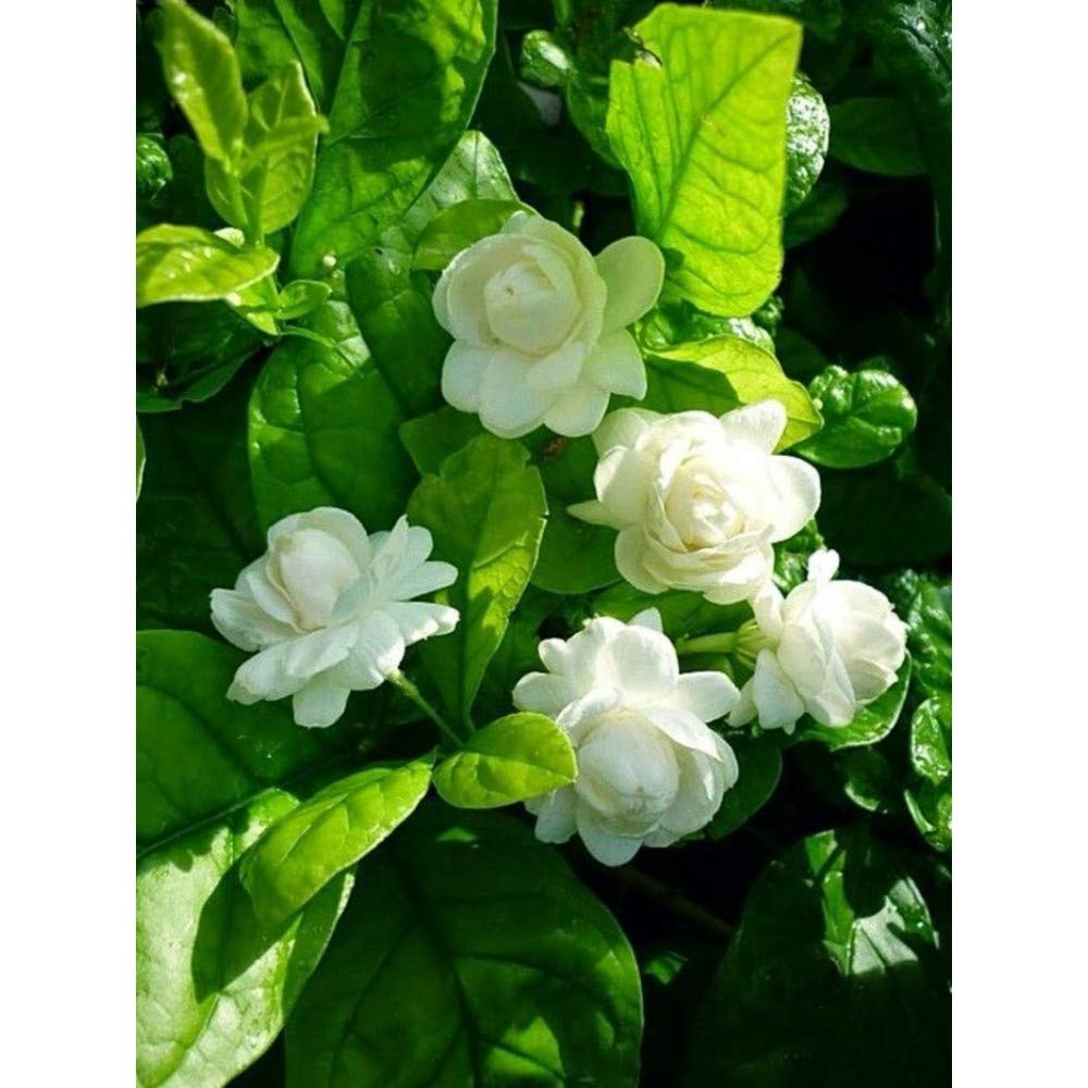 Green Paradise® Jasmine Mogra live Plant : Amazon.in: Garden ...