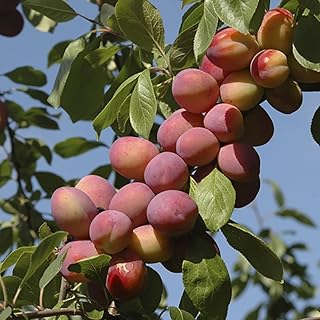 You Garden - Victoria Plum Patio Fruit Tree in a 5L Pot 80-100cm Tall Grow Your Own Fruit - Supplied as an Established Plu...