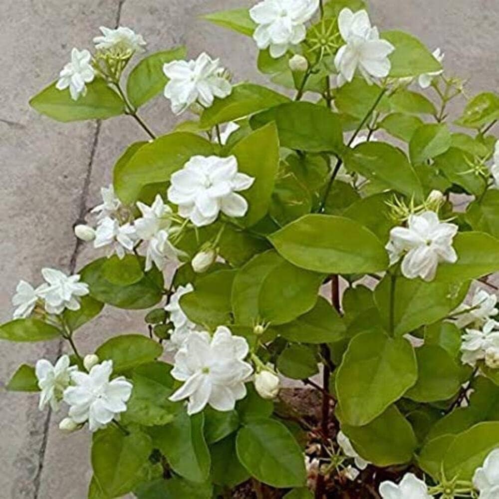 Mogra Live Plant Jasminum sambac Arabian Jasmine Mogra Fragrant ...