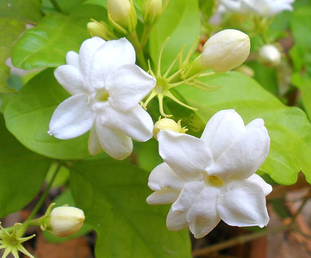 Jasmine Mogra Plant, Motia, bela,rare variety. Polythene bag only ...