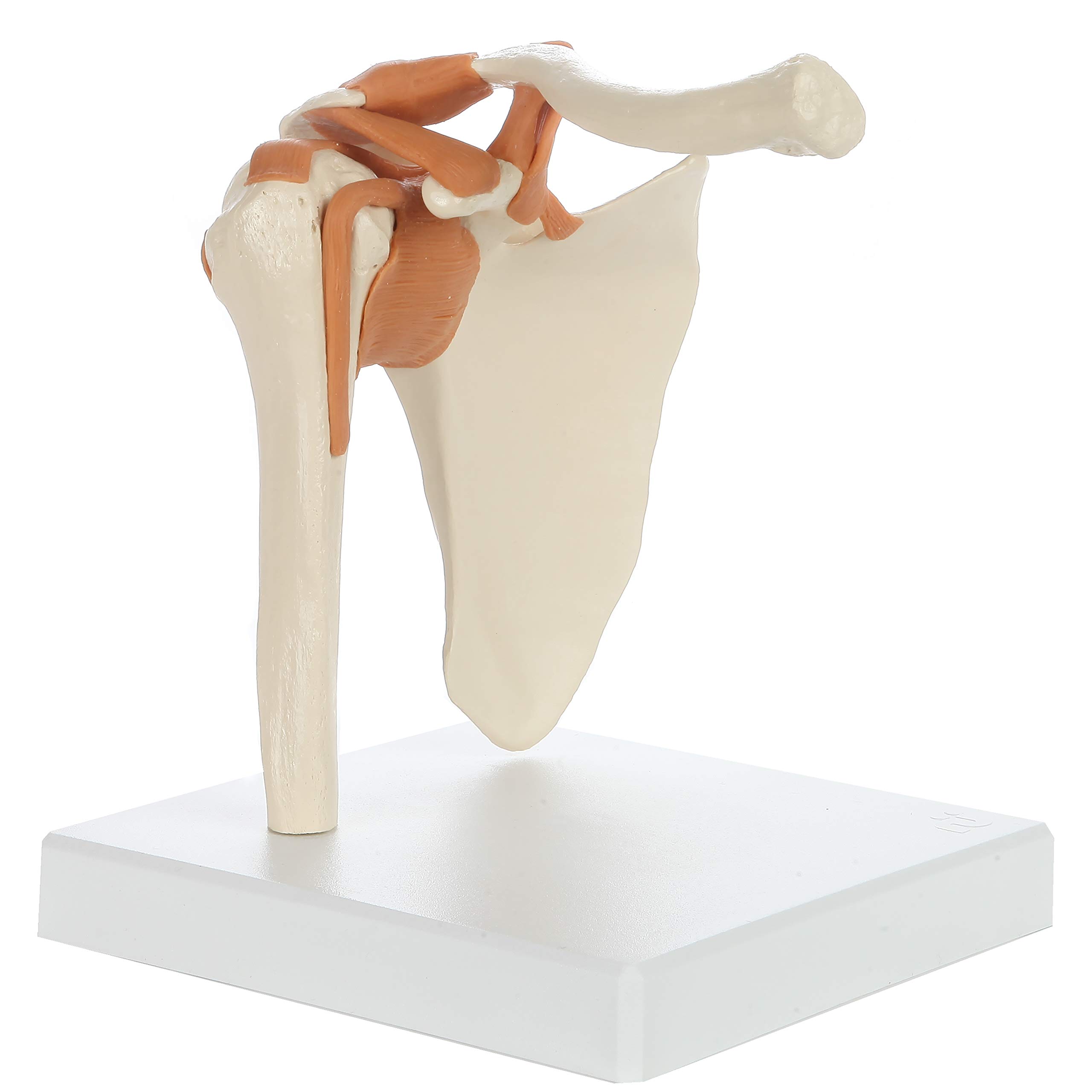 Buy Rudiger Anatomie Medical Shoulder Anatomy Model with Functional ...