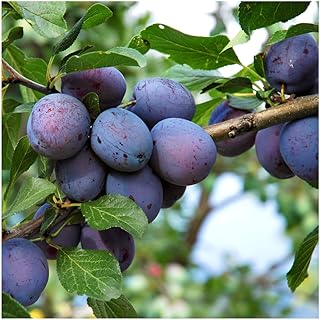 Dwarf Patio Czar Plum Tree in 5L Pote, Self Fertile,Ready to Fruit,Good for Cooking or Eating 3fatpigs®