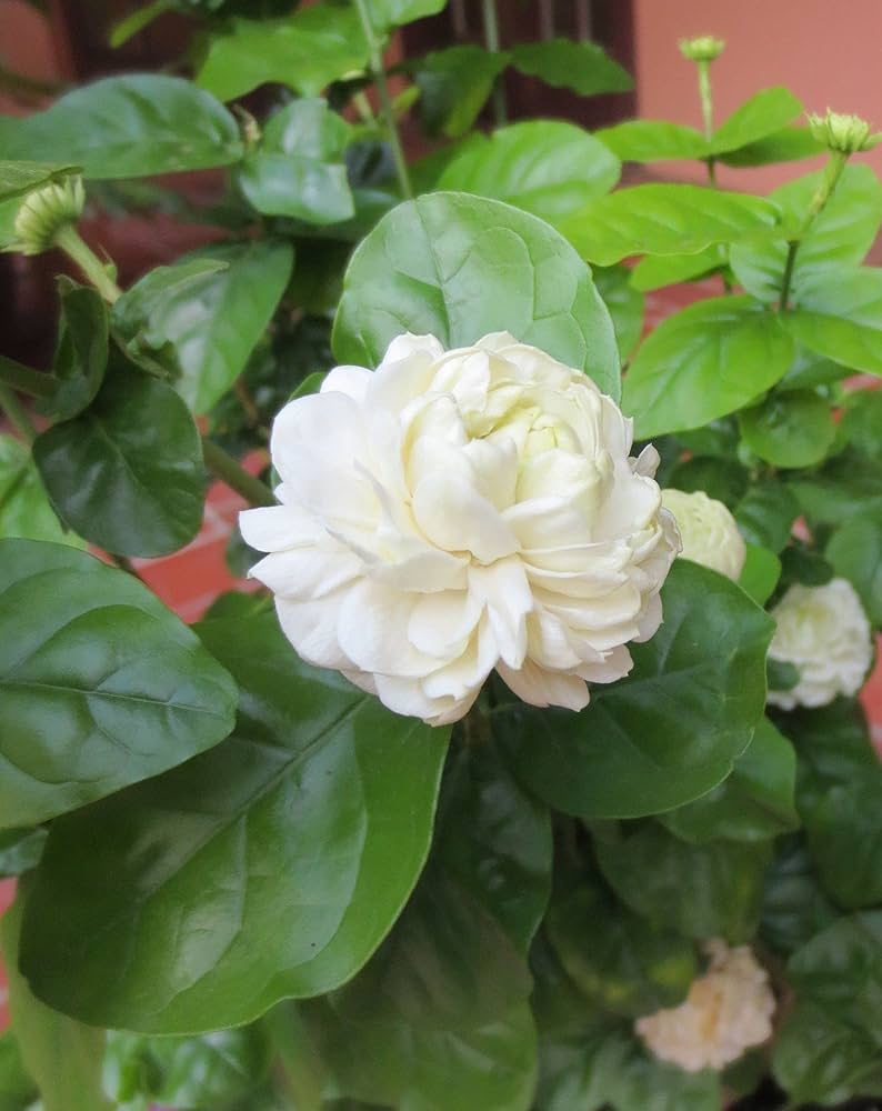 CATTERPILLAR FARM Dwarf Mogra Arabian Jasmine Live Plant : Amazon ...