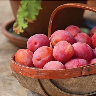 Plum Fruit Tree Standard Patio Hardy Garden Plant Easy to Grow Your Own Plum 'Victoria' 1 x 5-Litre Pot by Suttons