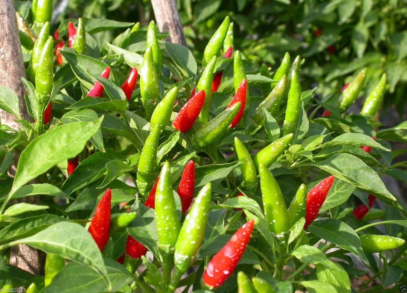 Vietnamese Chili - 50 Seeds(capsicum Annuum)'ot Hiem', Mean Pepper or Tear Jerker