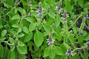 100 Holy Basil Seeds (Ocimum Tenuiflorum)