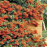 Pyracantha