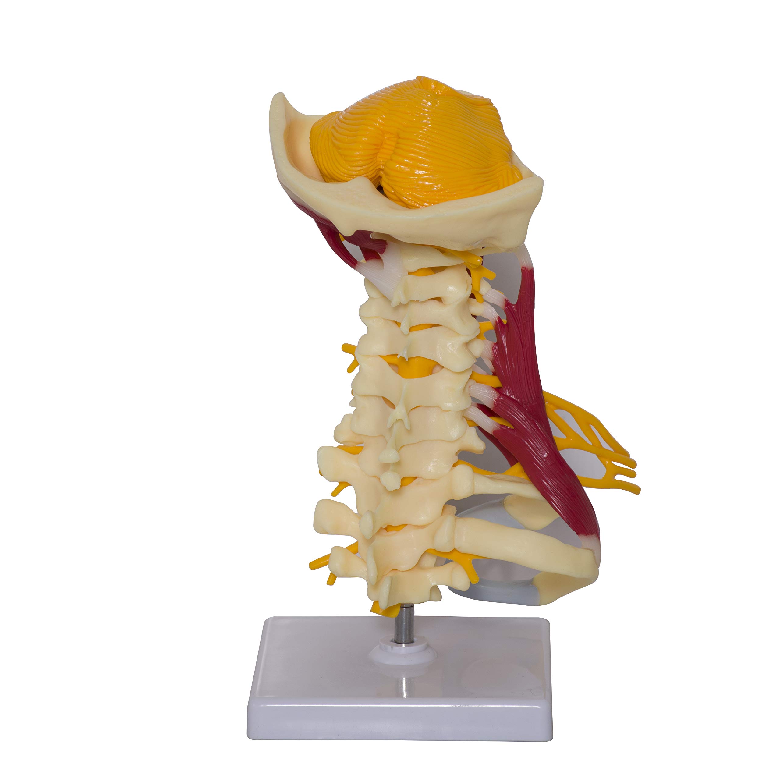 Buy Labzio- Cervical Spine with Occipital , Nerves, and Muscles Anatomy ...