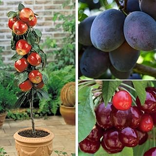 Patio Fruit Tree Trio – Dwarf Apple, Cherry & Plum Trees for Small Gardens & Containers, Compact Fruit Trees with Spring B...