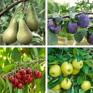 Suttons Potted Mini Fruit Tree Collection Ideal for Patios and Smaller Gardens Easy to Grow Apples, Pears, Cherry and Plum...