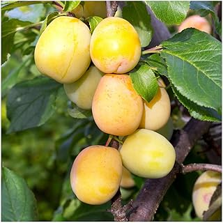 Dwarf Patio Golden Gage 'Oullins' Plum Tree in 5L Pot, Self-Fertile with Sweet Honey Flavour 3fatpigs®