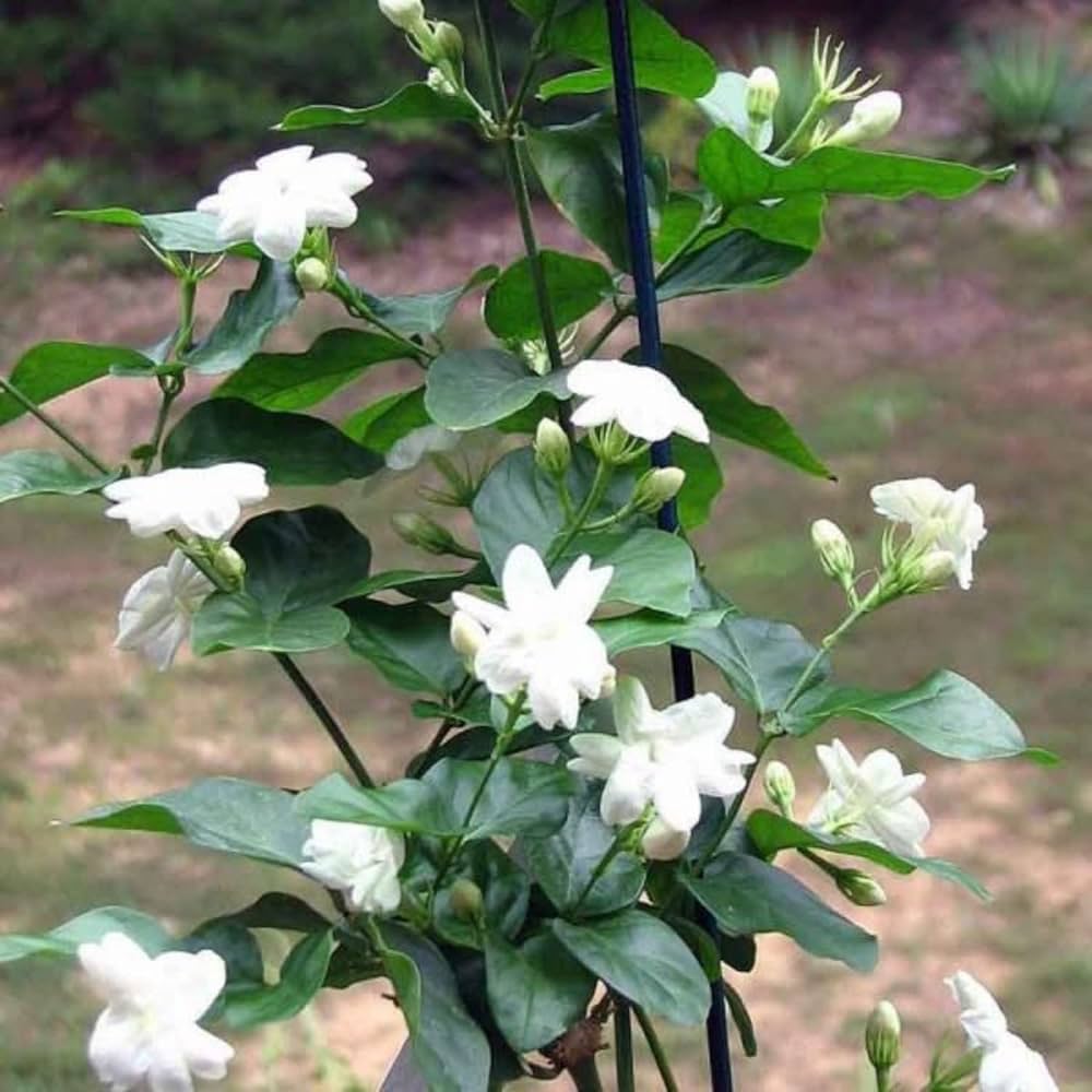 Earth Eagle Jasmine |Gundumalli|Mogra White Color Flower Live ...