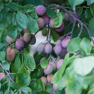 Thompson & Morgan Hardy Plum Fruit Tree ‘Victoria’ Semi-Dwarf Variety, Self-Fertile Potted Garden Plant, Highly Attractive...