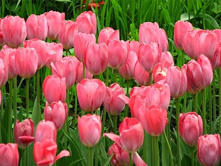 Amazon.com : Tulip Bulbs, Tulip Plant Bulbs,Garden Plants, Tulip ...