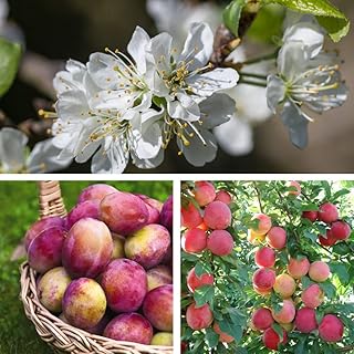 Victoria Plum Hardy Fruit Tree, Britain's Favourite Plum Self-Fertile Great for Desserts, Easy to Grow Your Own Outdoor Ga...