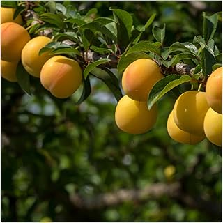 Dwarf Patio Mirabelle de Nancy Plum Tree, in a 5L Pot, Miniature & Self-Fertile 3fatpigs®