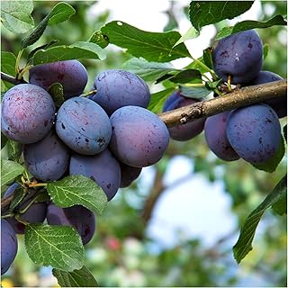 Dwarf Czar Plum Tree, Self Fertile,Ready to Fruit,Good for Cooking or Eating 3fatpigs®