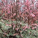 Viburnum x bodnantense Dawn