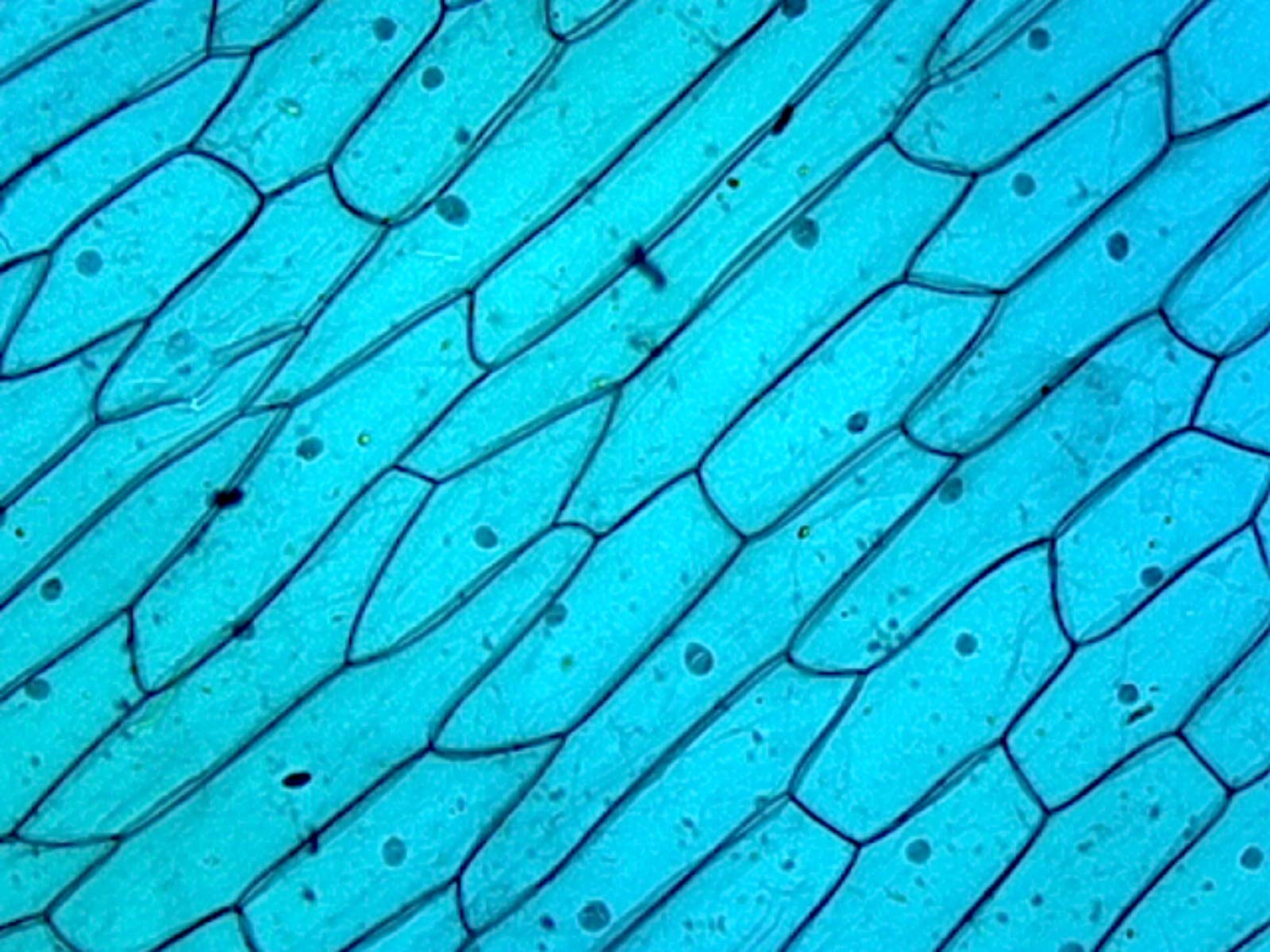 Plant Cells Microscope