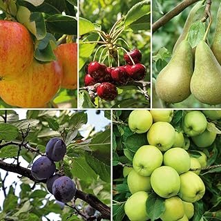 Potted Mini Fruit Tree Collection, Apple, Pear, Cherry, Plum Ideal for Small Gardens & Patios, Heavy Cropping, Easy to Gro...