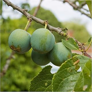 Dwarf Patio Cambridge Gage Plum Tree in a 5L Pot, Miniature, Self-Fertile & Heavy Cropper, Ready to Fruit 3fatpigs®