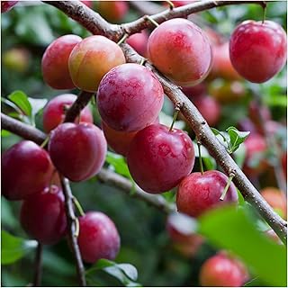 Opal Plum Tree 4-5ft Self-Fertile,Tasty & Sweet,Ready to Fruit,Early Fruiting in a 6L Pot 3fatpigs®