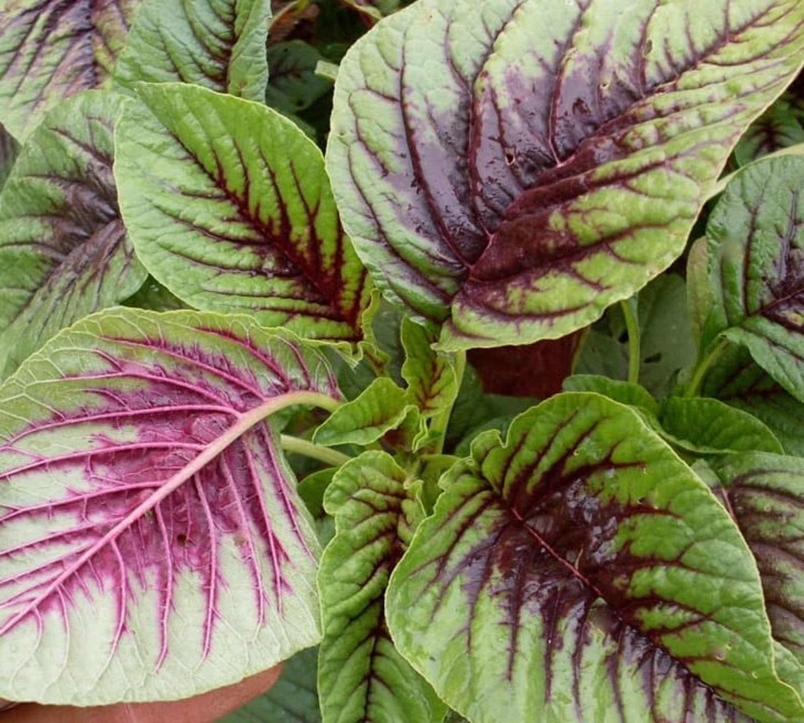 1000 Red Stripe Green Leaf Amaranth Seeds for Planting Chinese Spinach Heirloom Non GMO 2 Grams of Seeds Lu Hsien Garden Vegetable Bulk Survival Amaranthus