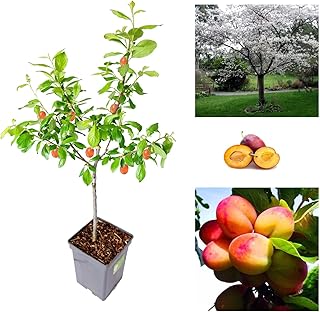 Plum Tree - Sweet Orange Plum - Patio Fruit Tree 2-4ft in 5 Litre Pot - High Yielding (1 Plants)