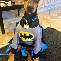  : DC Comics Batman Big Dog Boutique, XX-Large : Pet Supplies