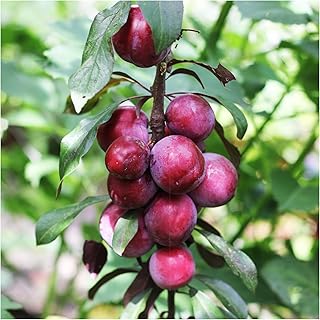 Big Juicy Victoria Plum Tree 4ft Tall, 6L Pot, Ready to Fruit, Self Fertile & Juicy 3fatpigs®