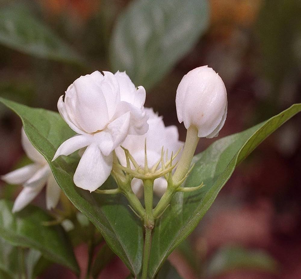 Nelesa Gardening Live Arabian Jasmine Mogra Flower Plant 4 Plants ...