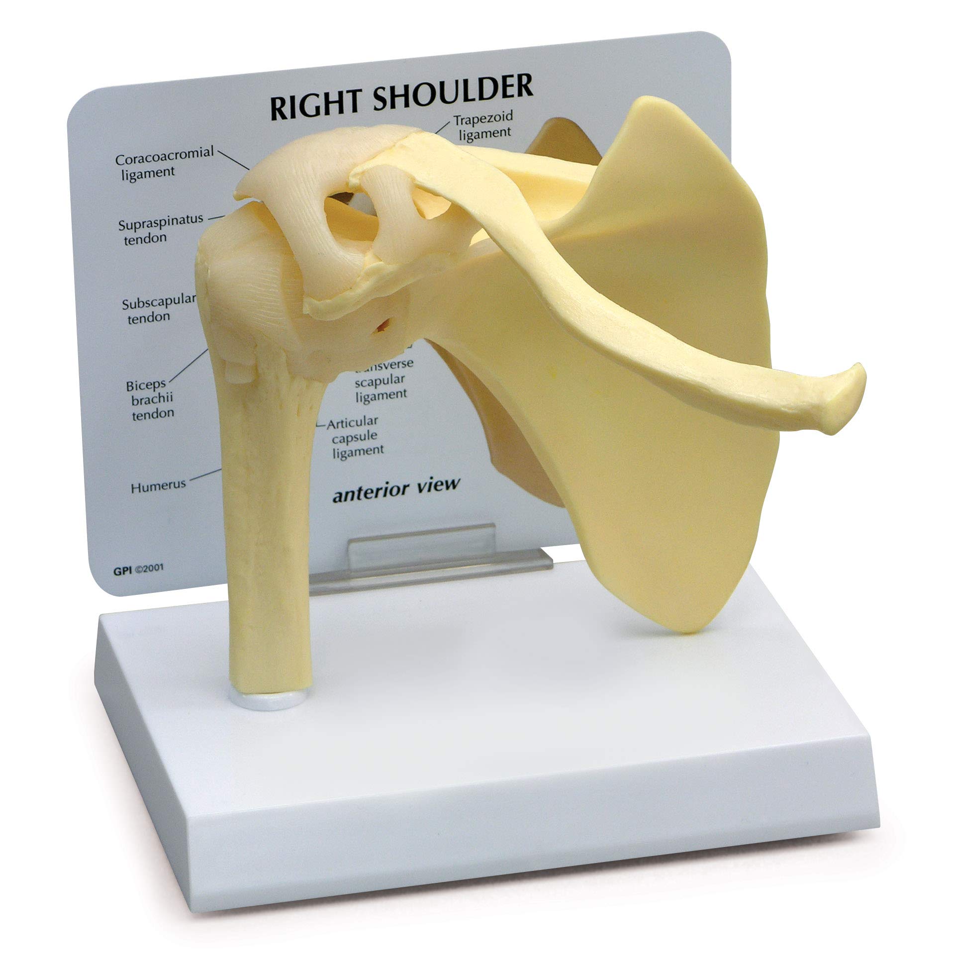 Buy GPI Anatomicals Shoulder Joint Model | Human Body Anatomy Replica ...